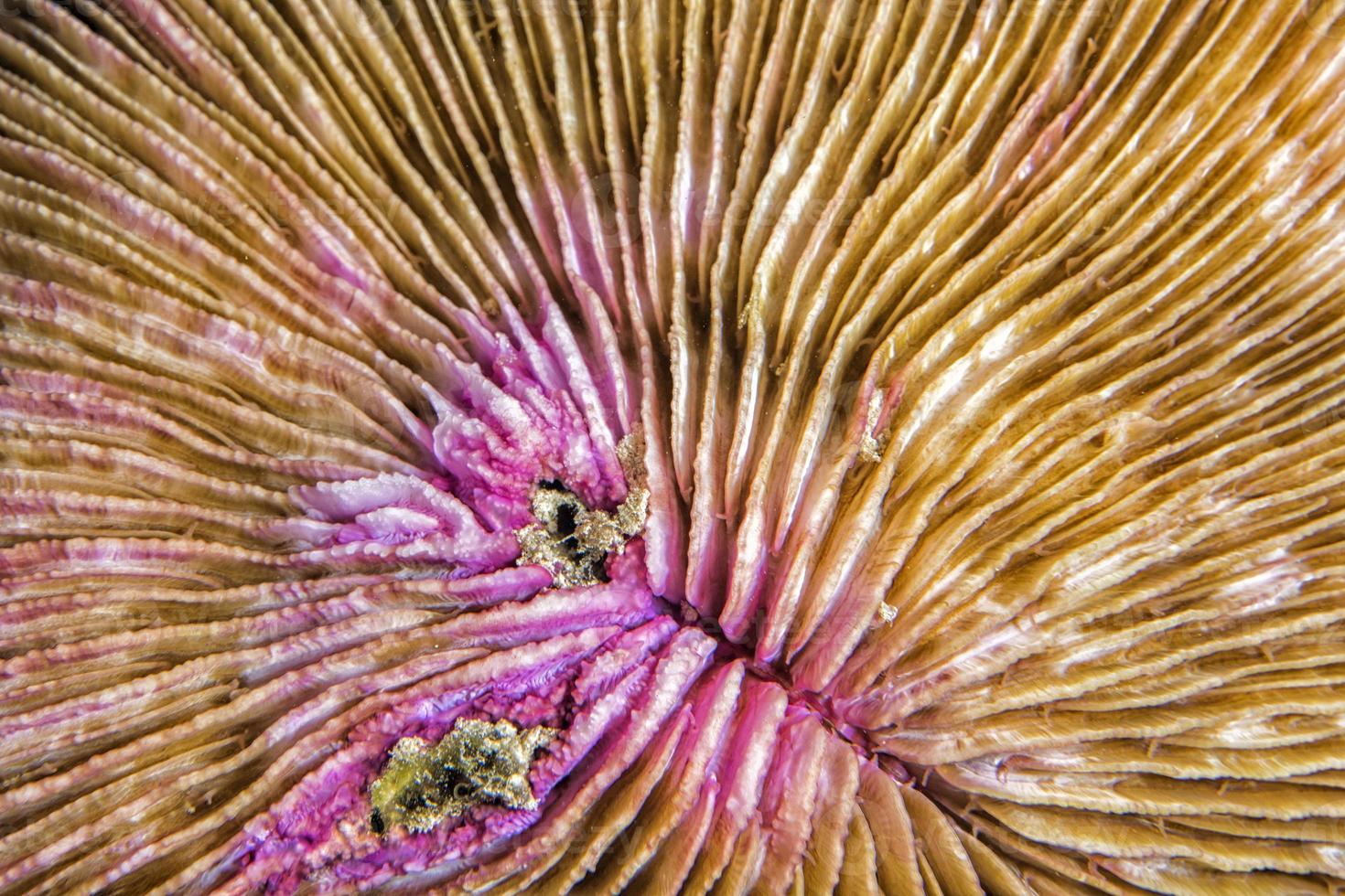 macro de coral duro foto