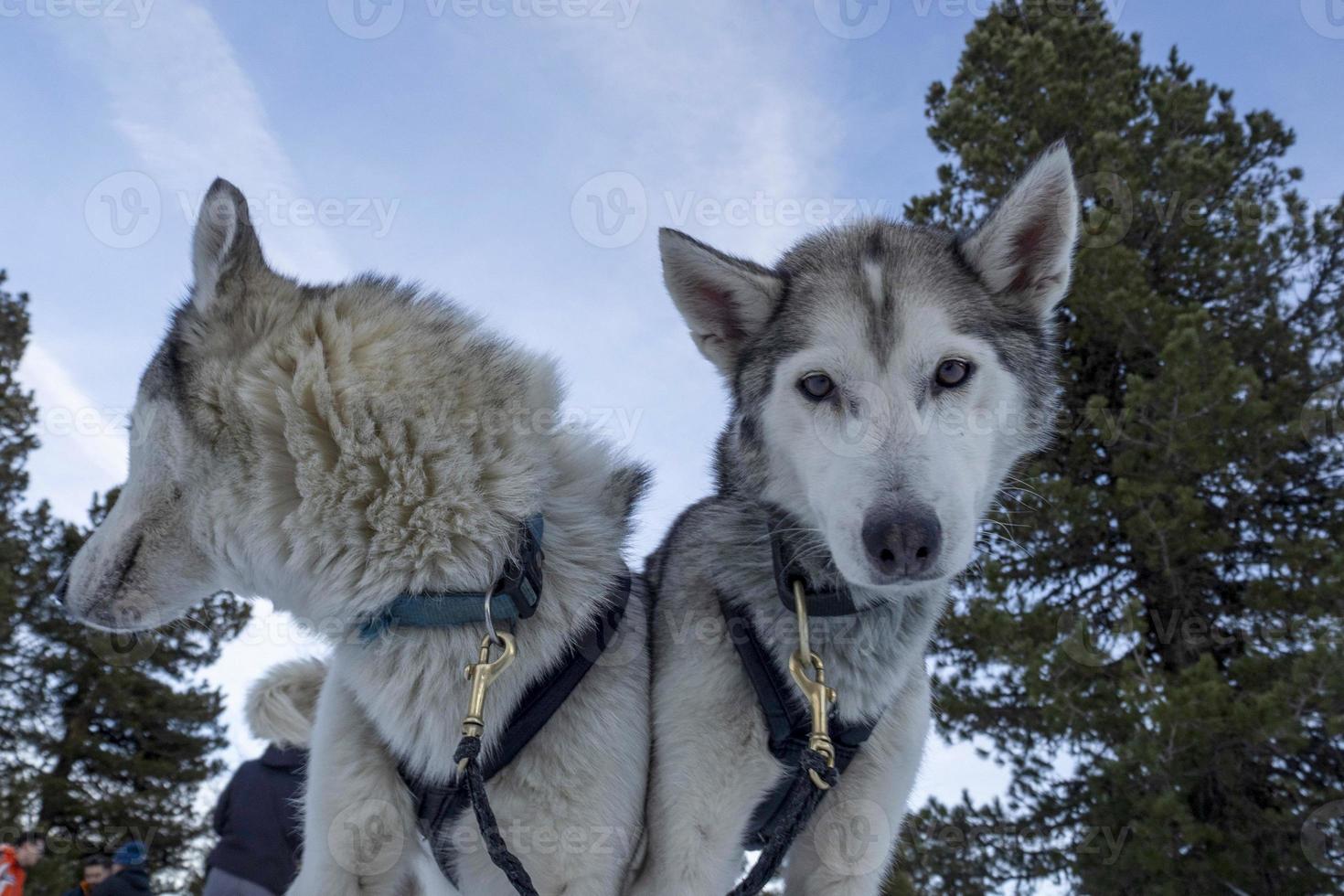 retrato rouco de cão de trenó em montanhas nevadas olhando para você foto