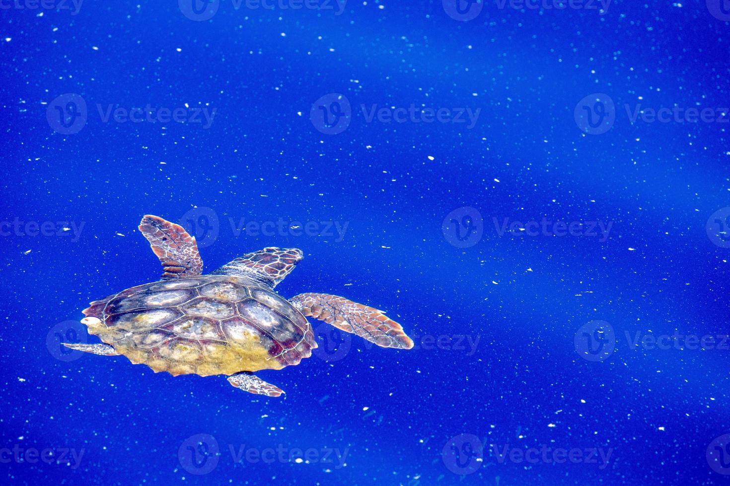 tartaruga marinha no mar de micro plástico foto