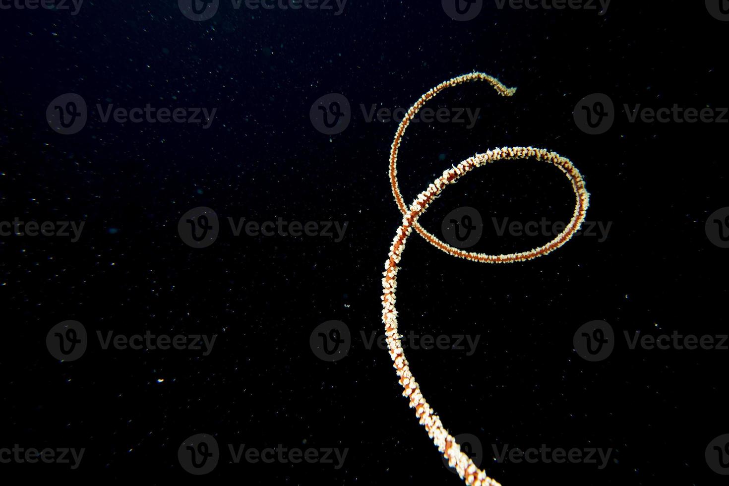 coral de corda no fundo preto juncella juncea nas maldivas foto
