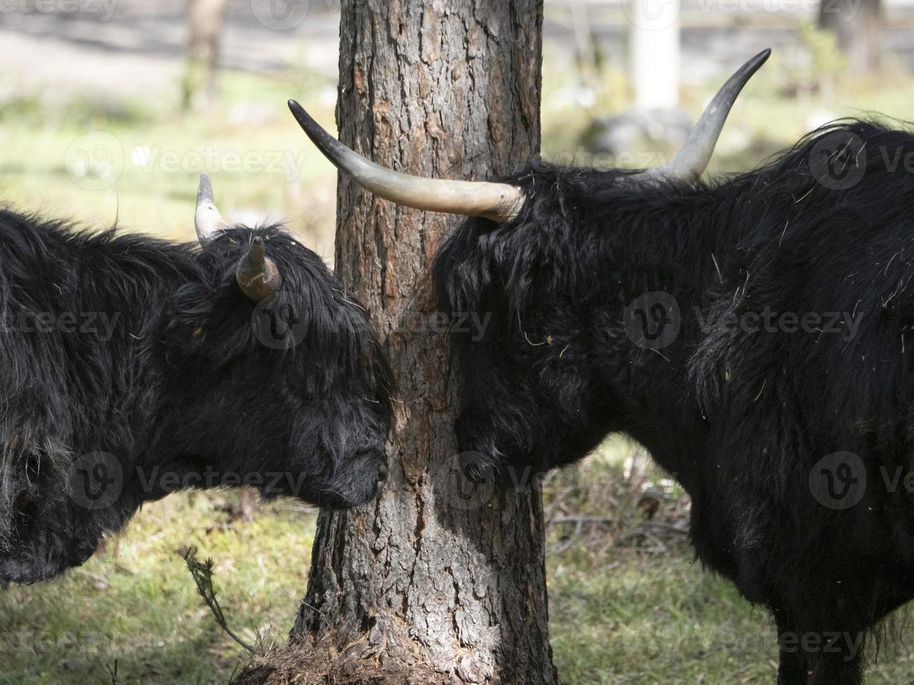 detalhe de iaque de vaca peluda da Escócia highlander foto