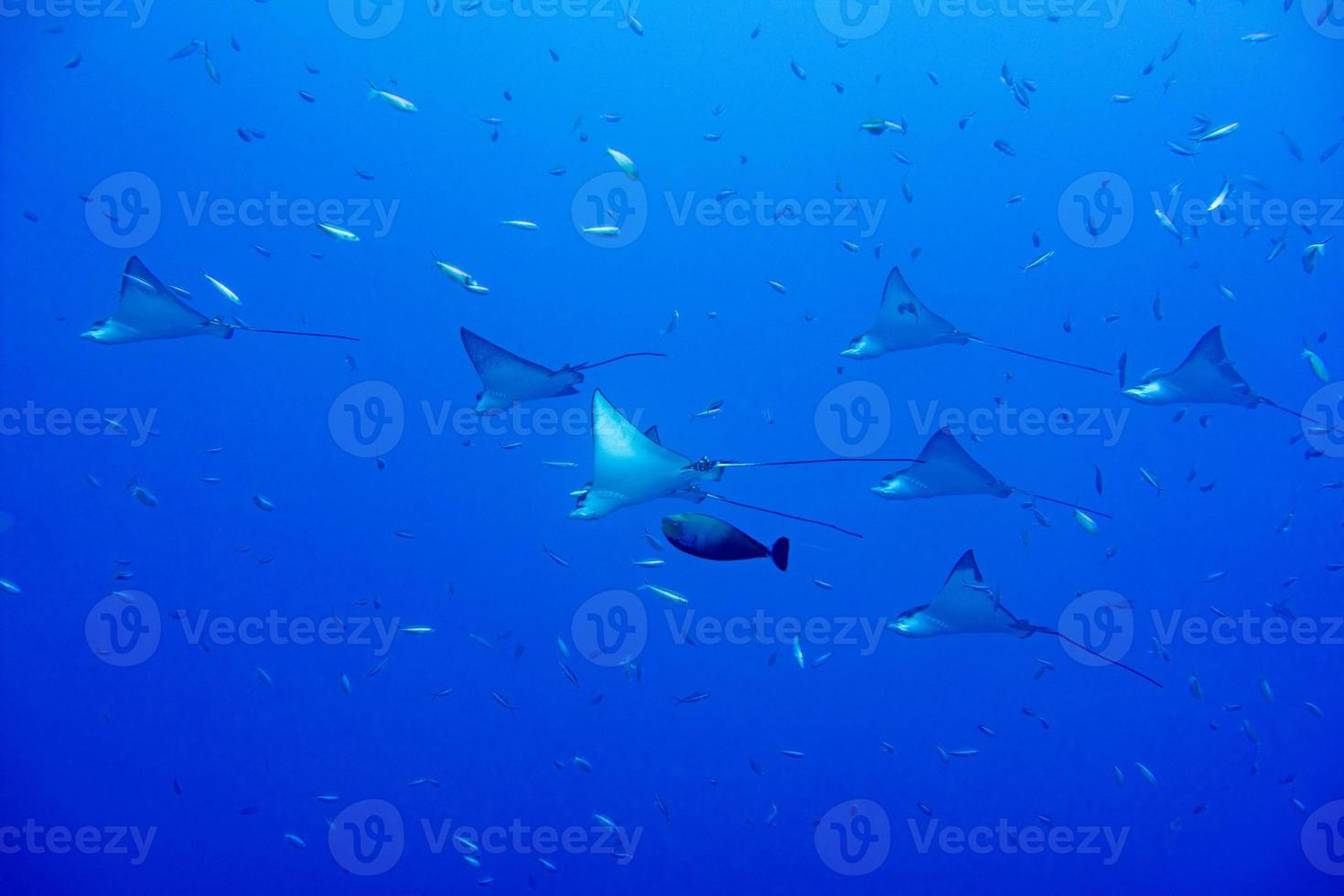 manta de arraia de águia enquanto mergulha nas maldivas foto