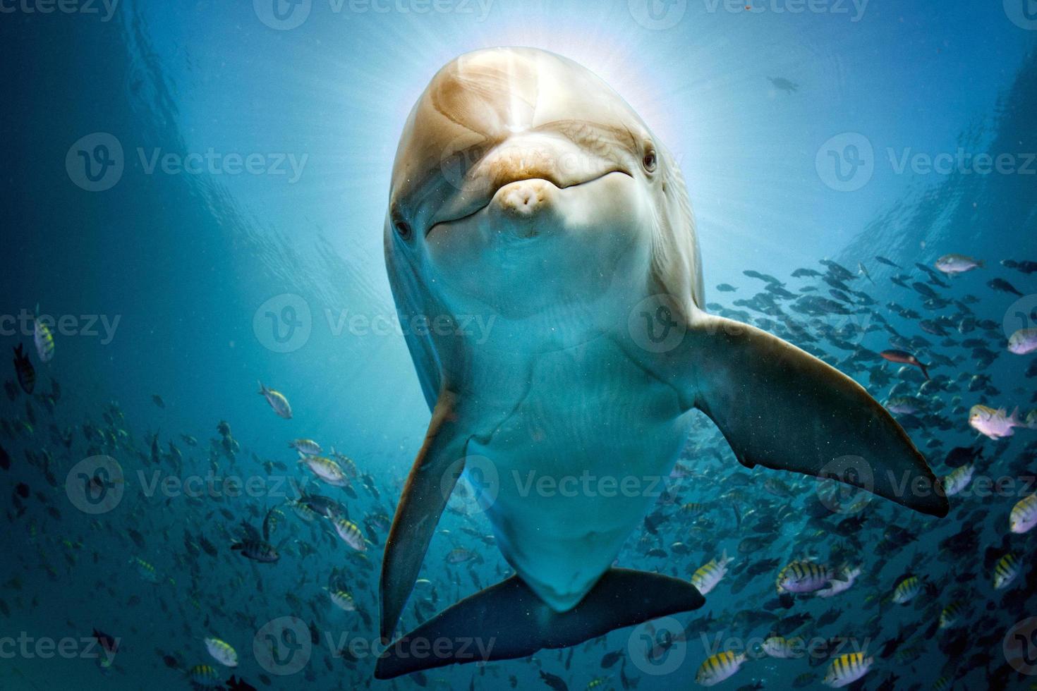 golfinho debaixo d'água no recife perto de você foto