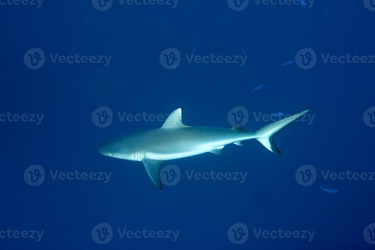 tubarão cinzento pronto para atacar debaixo d'água foto
