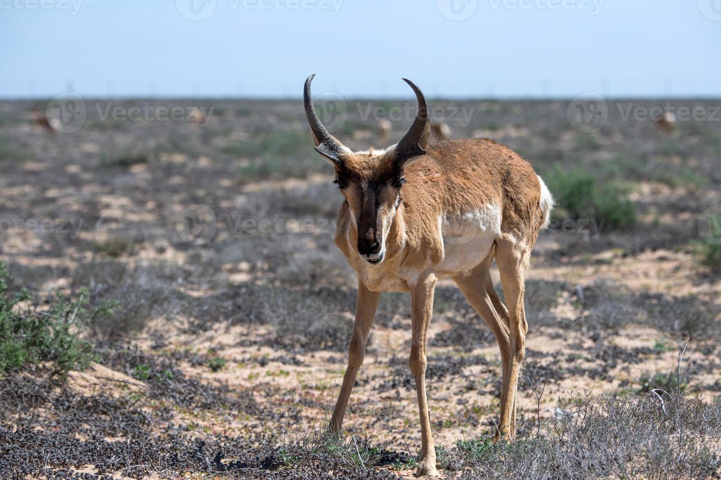 antilocapra americana berrendo peninsular méxico baja califórnia foto