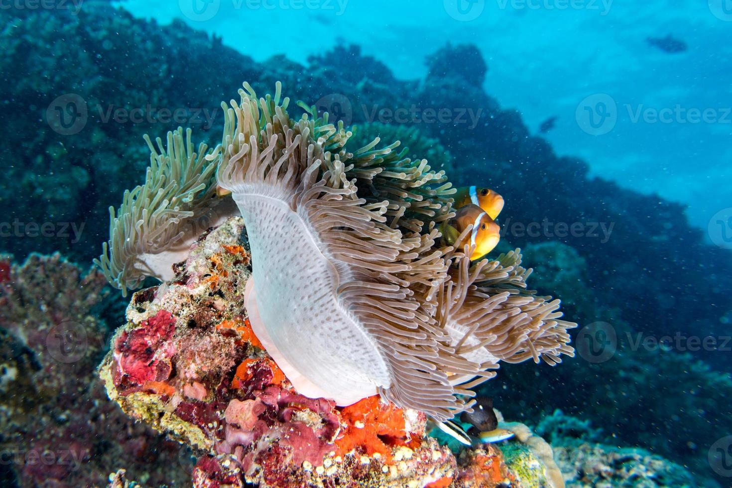 peixe-palhaço dentro de anêmona vermelha na indonésia foto