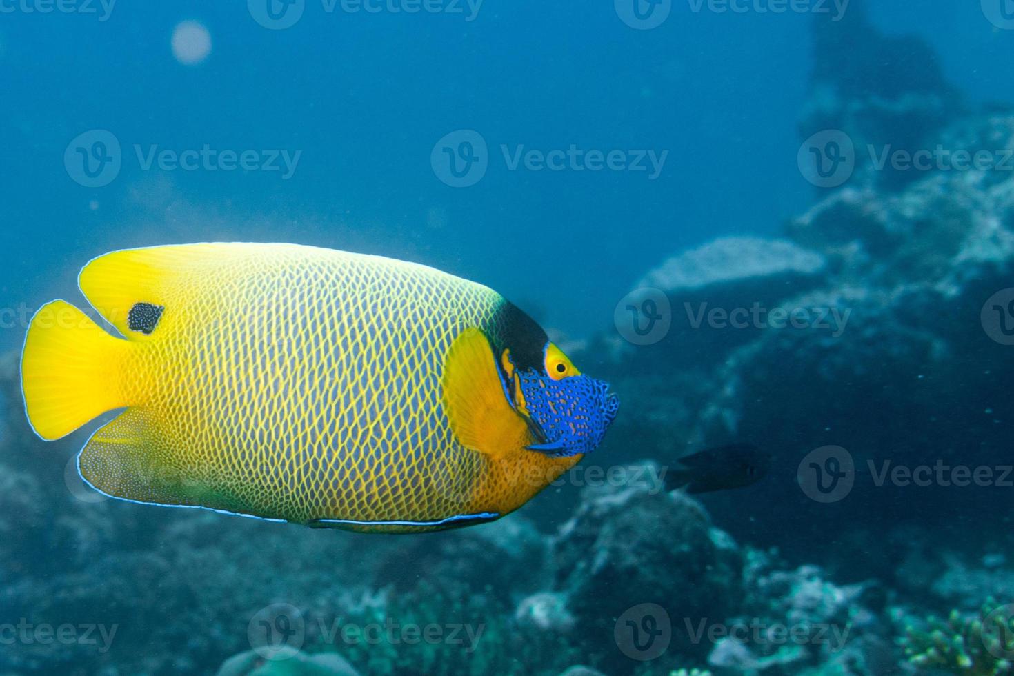 retrato de peixe anjo imperador adulto close-up nas maldivas foto