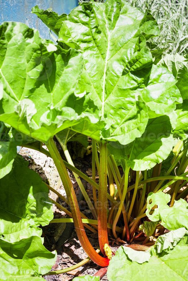 ruibarbo de planta rheum madura, planta de torta no jardim foto