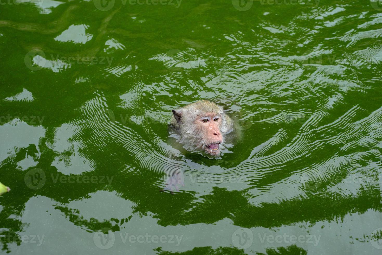 um macaco está nadando no reservatório. foto