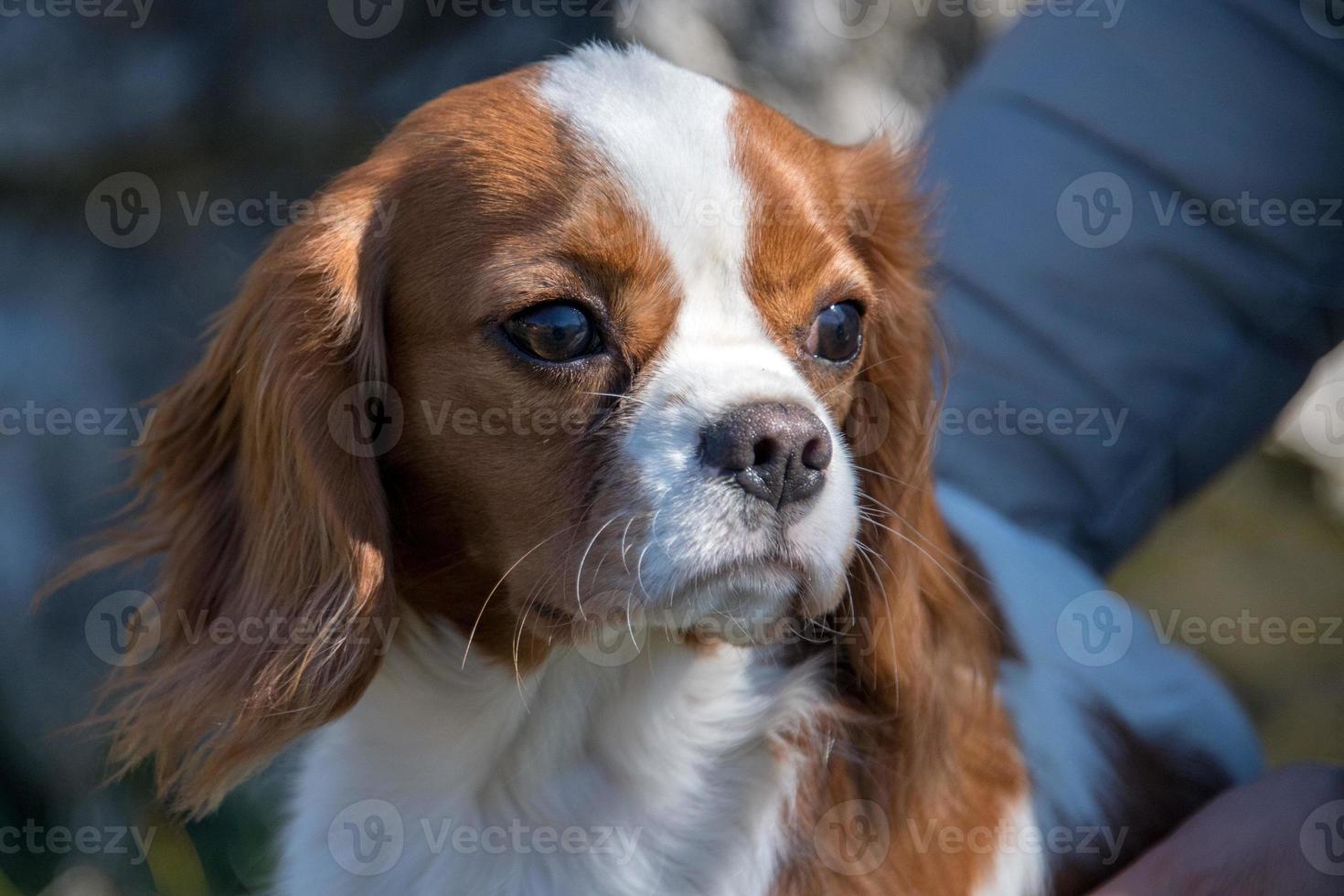 retrato de bebê recém-nascido chevalier king cachorrinho foto