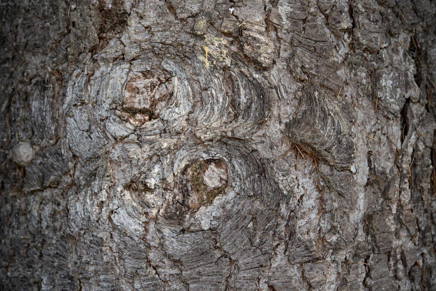 textura de casca de pinheiro molhada e seca detalhe de fechamento foto