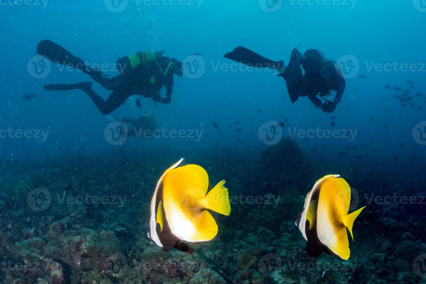 casal de peixes-anjo enquanto mergulha nas maldivas foto