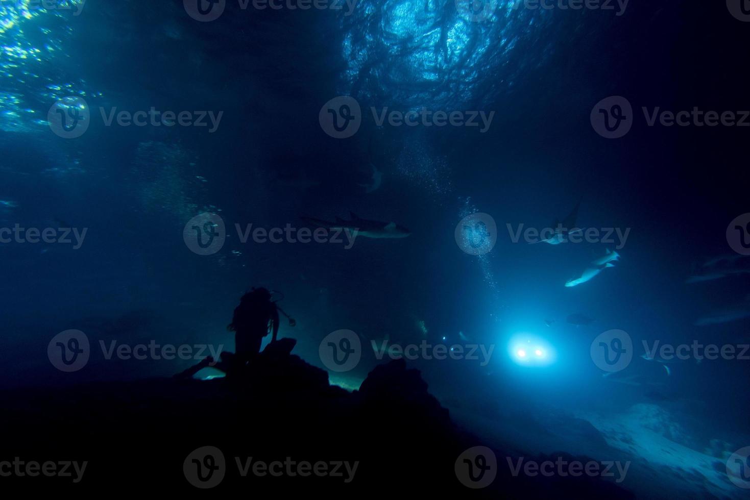 mergulho em água infestada de tubarões à noite no local de alimatha maldivas foto