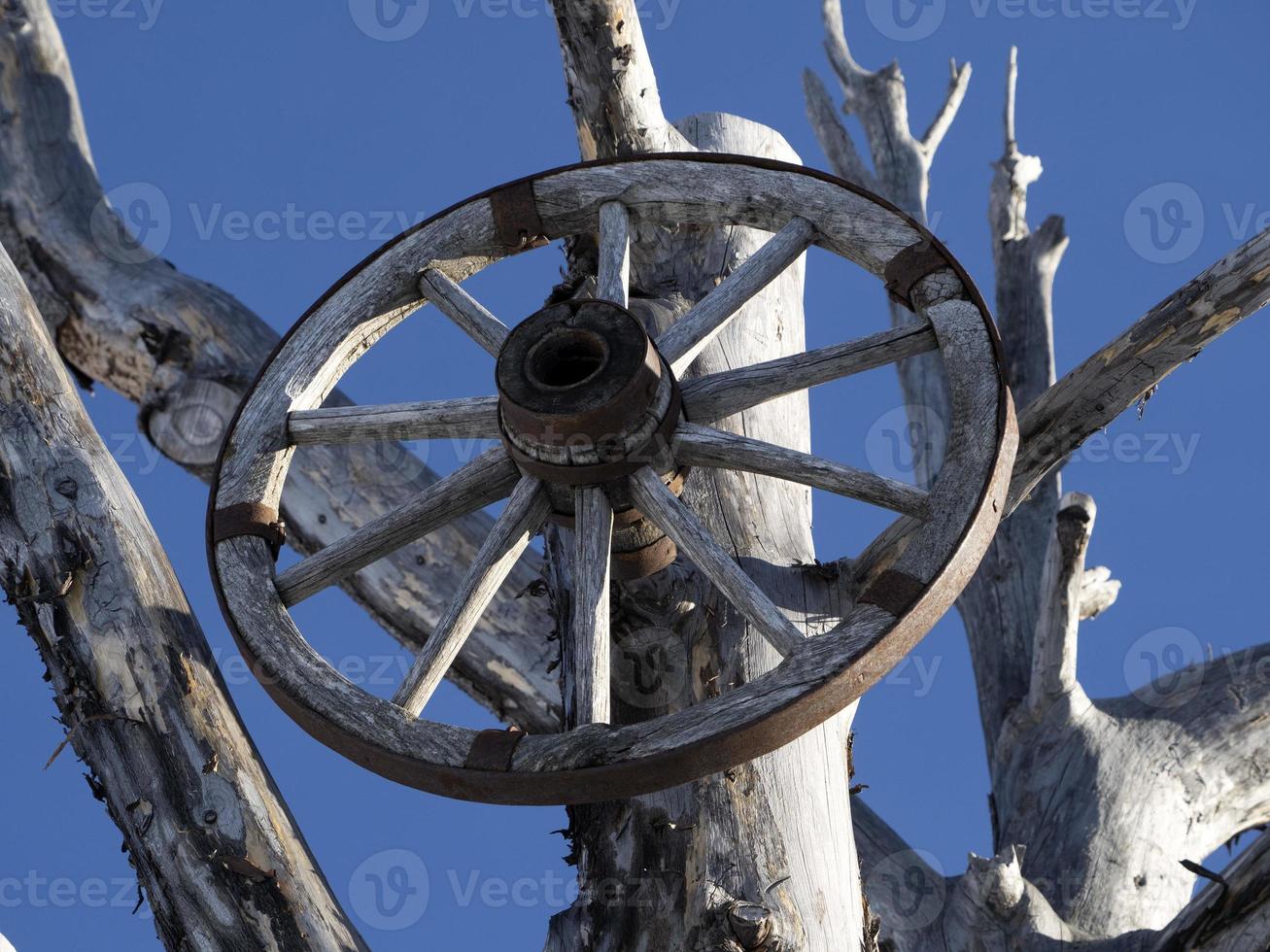 roda de carroça em uma árvore morta foto