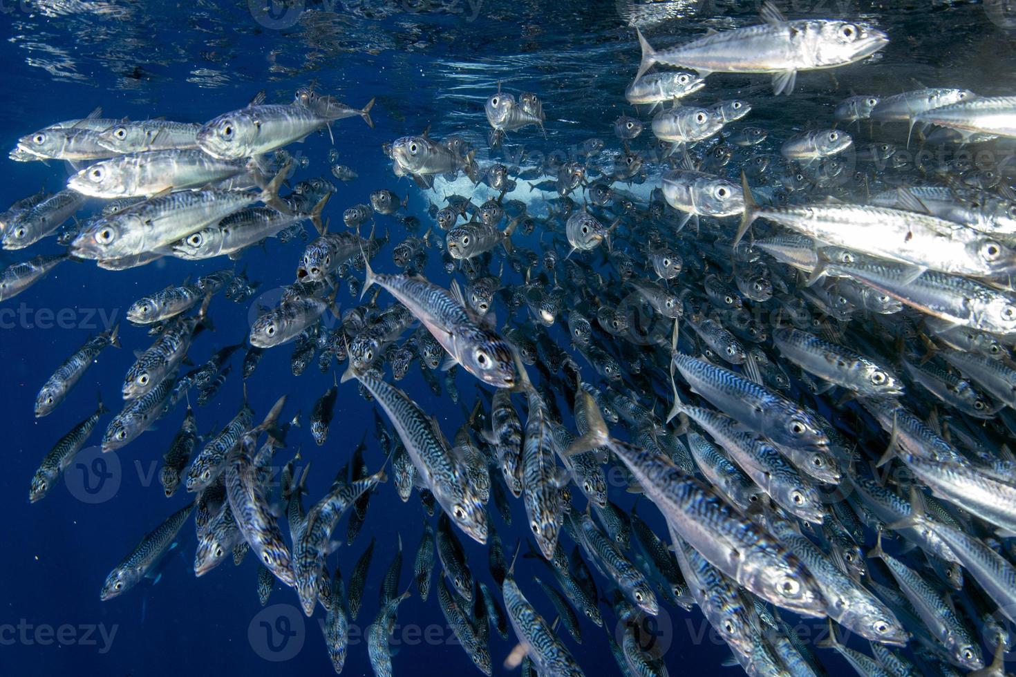 caça ao espadim listrado na bola de isca de sardinha no oceano pacífico foto