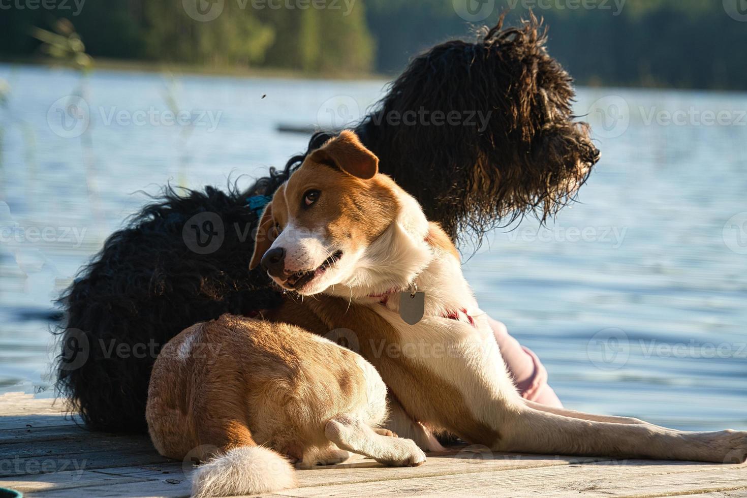 amantes de cães deitado em um cais e olhando para o lago na suécia. goldendoodle e misture foto