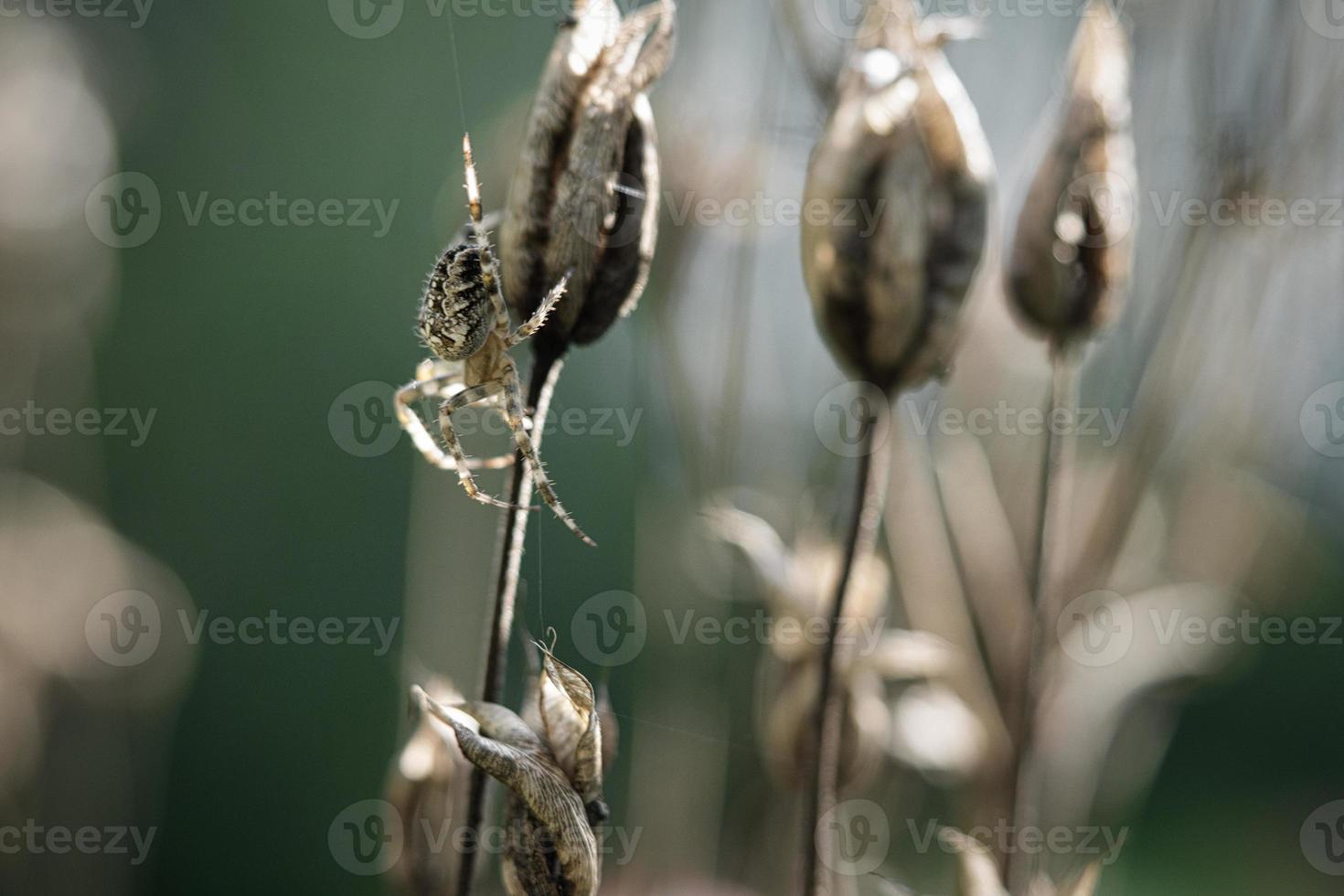 aranha cruzada rastejando em um fio de aranha para uma planta. um caçador útil entre insetos foto