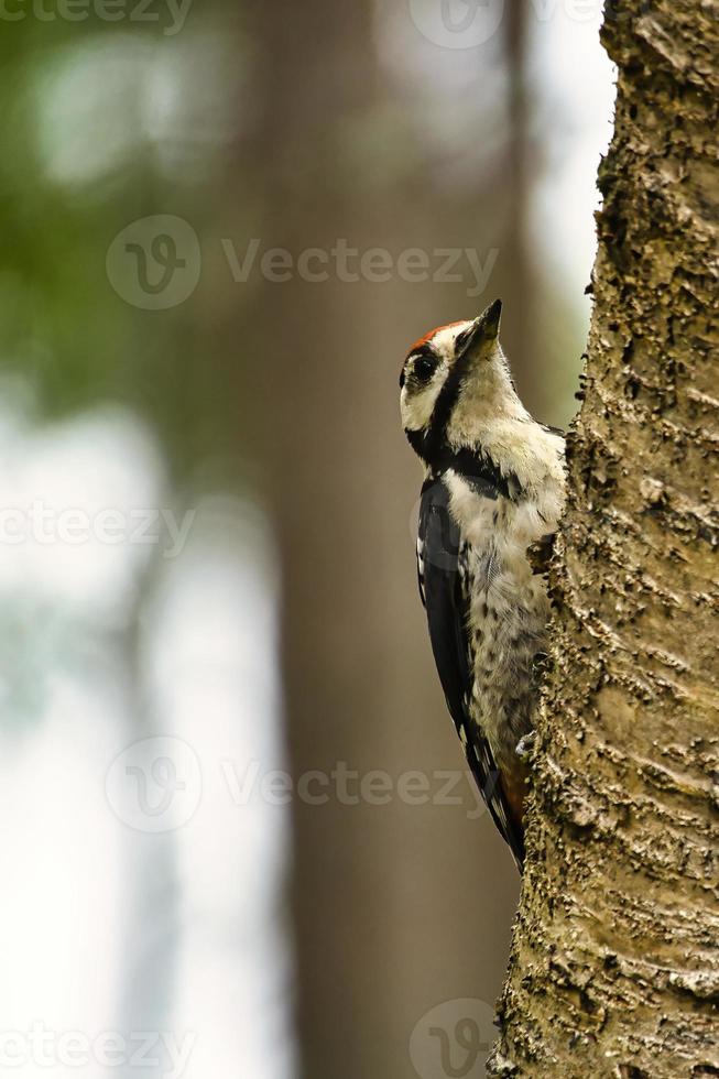 grande pica-pau manchado forrageando na floresta em uma árvore com fundo desfocado foto