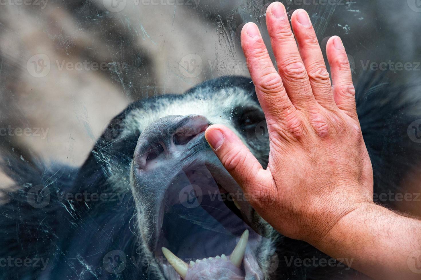 mão na janela com preguiça urso asiático preto foto