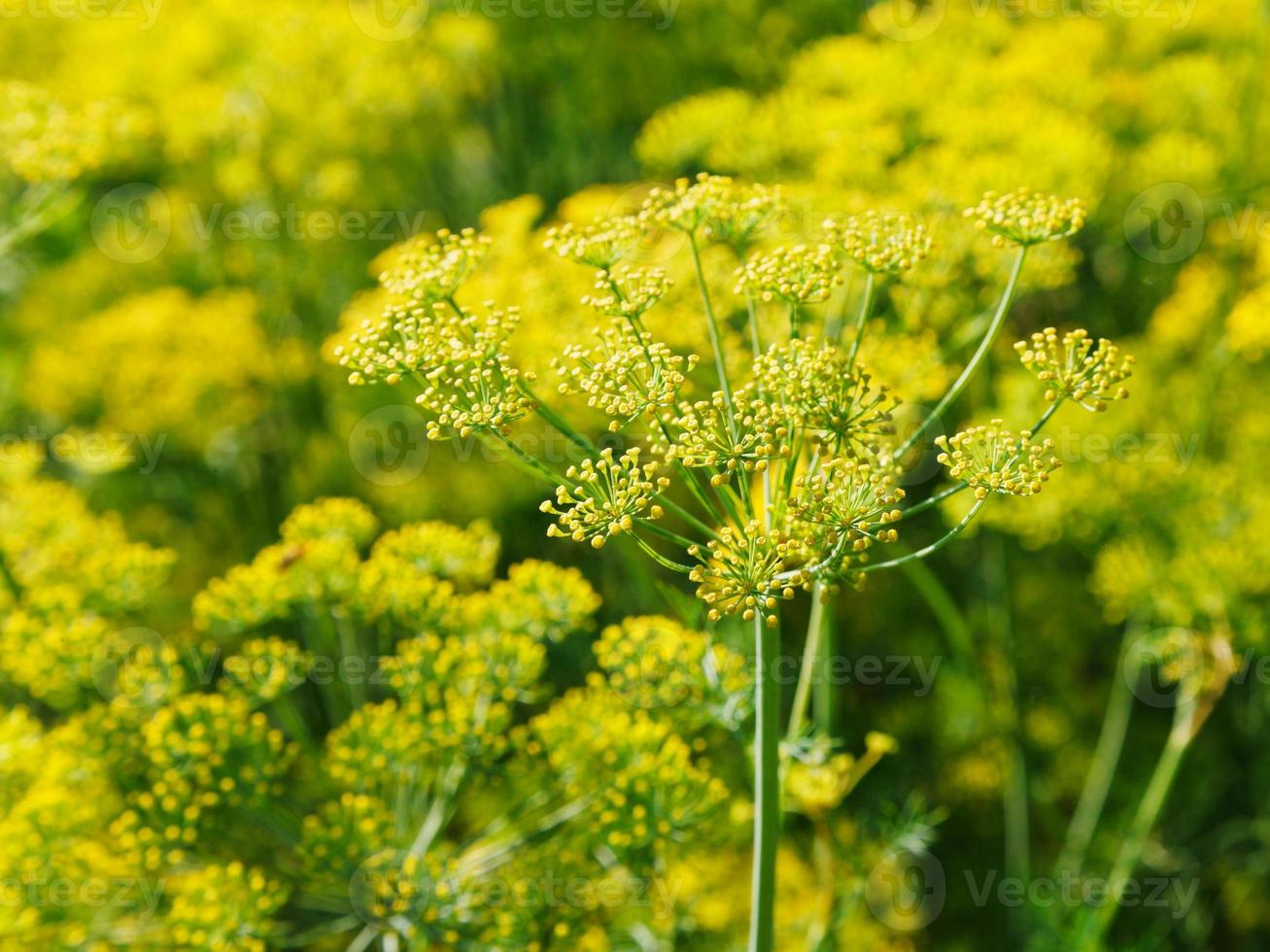 flores de endro amarelo no jardim foto