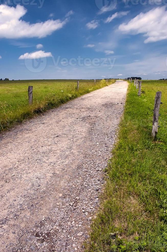 caminho pedregoso na floresta foto