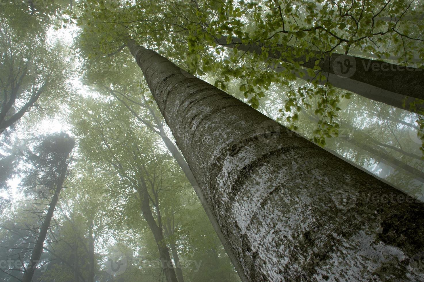 visão das copas das árvores foto