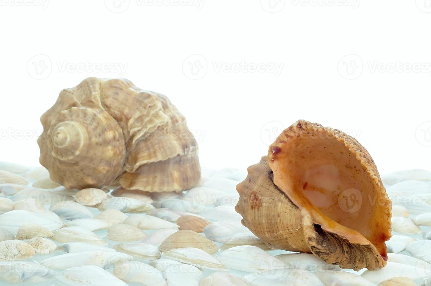 dois de conchas calmas foto