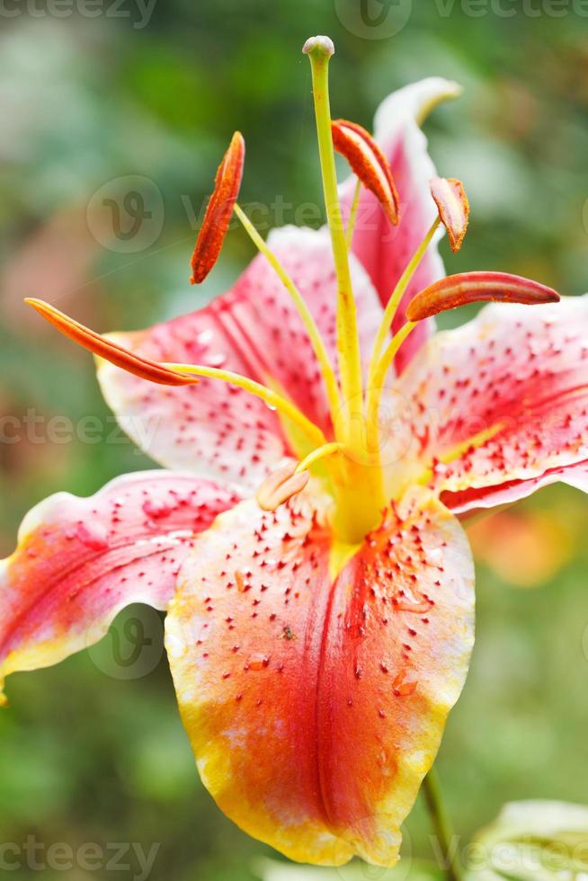 cabeça de flor rosa tigre lírio close-up foto