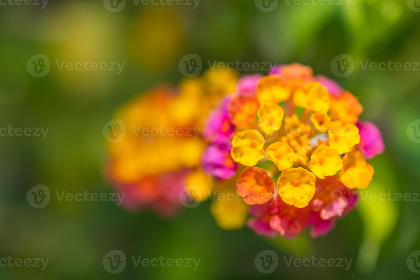 lindas flores macro no jardim tropical com fundo de folhagem verde turva. closeup ensolarado florescendo natureza floral, flores exóticas de verão coloridas foto