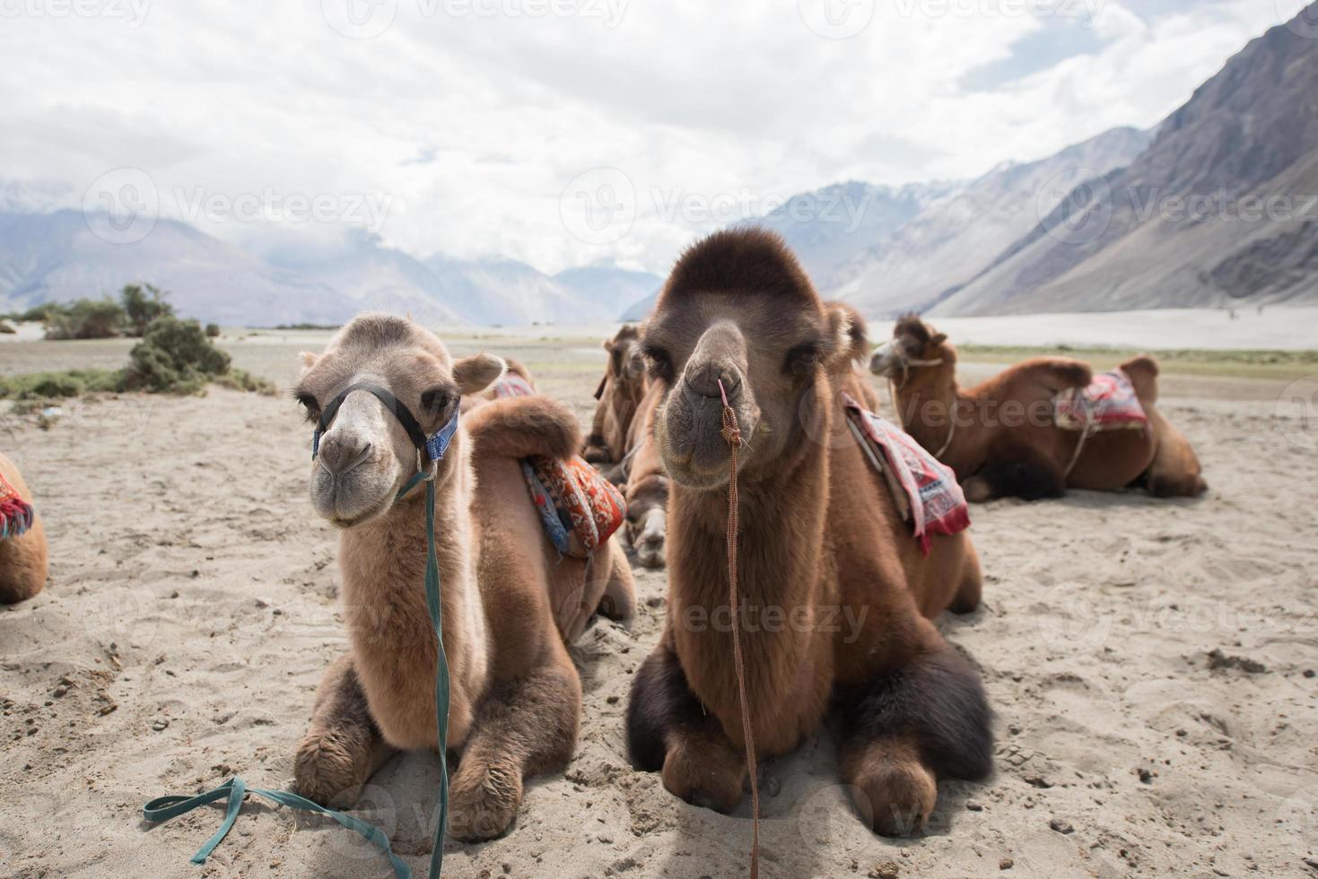 camelos no deserto foto