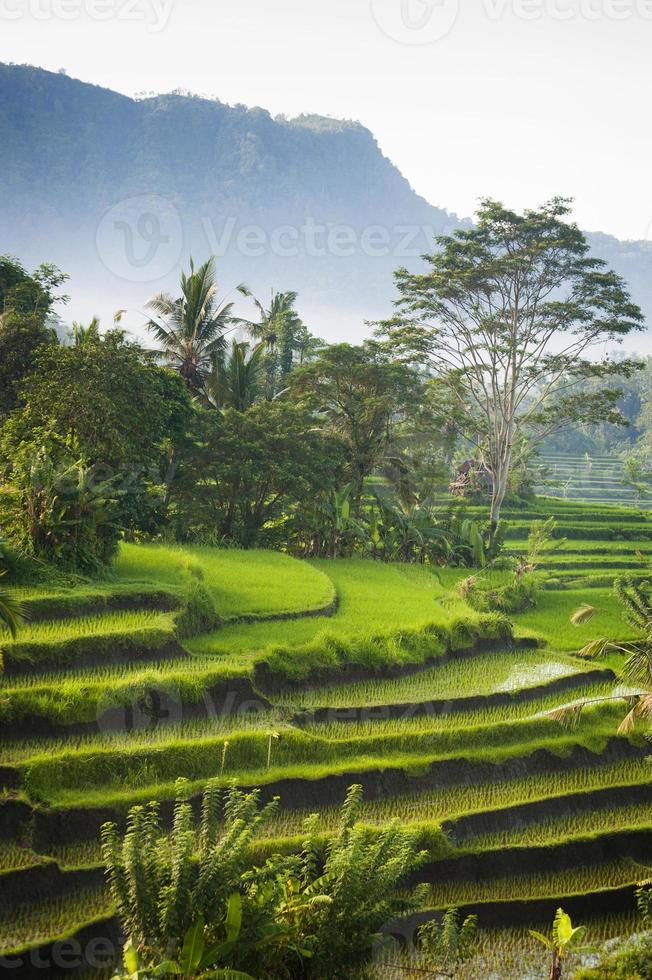 campos de arroz bali foto