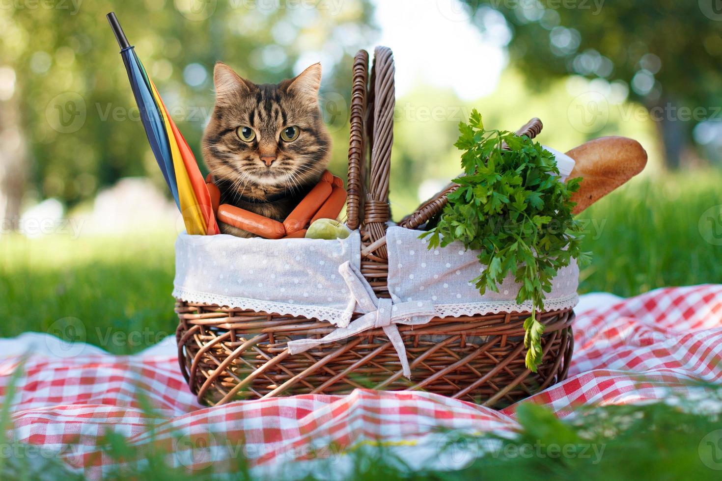 gato engraçado em um piquenique. lindo dia de verão foto