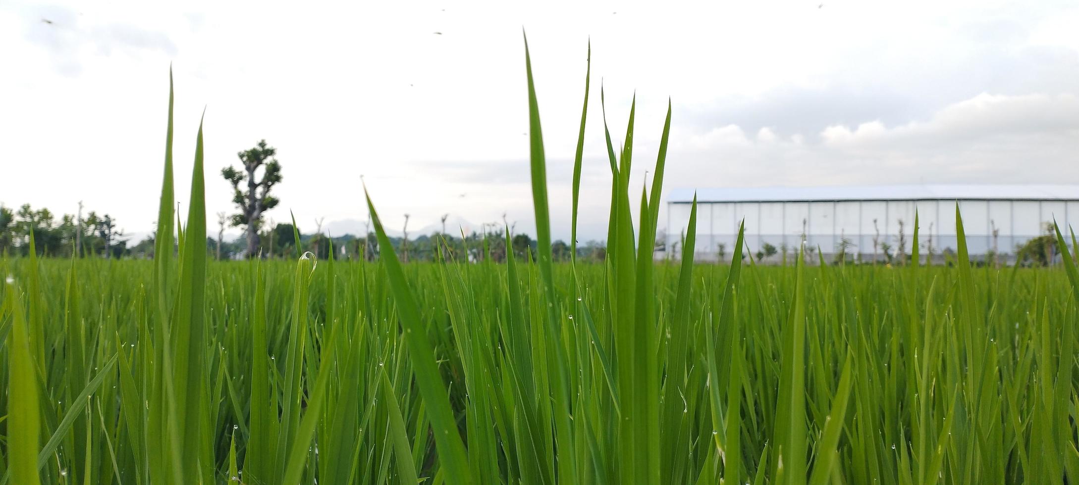 plantas de arroz verde com poças de água parecem lindas, para uma grande extensão foto