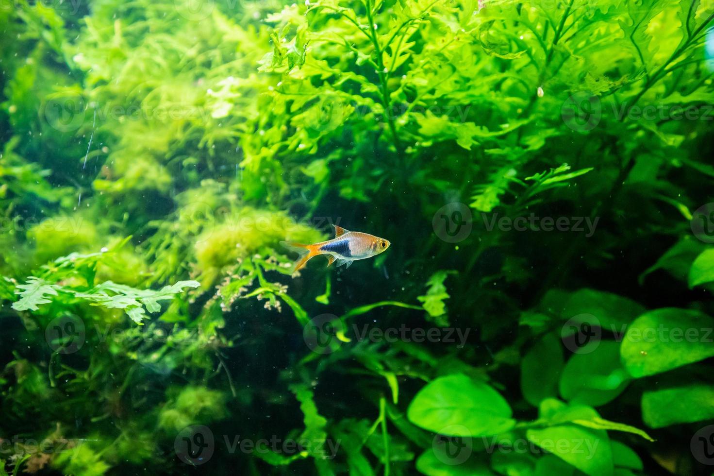 peixes de néon tropicais de água doce no aquário foto