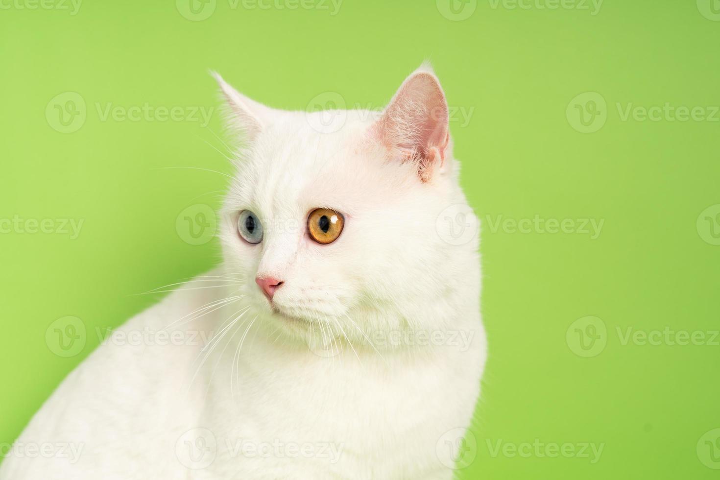 imagem de gato branco com duas cores de olhos isoladas em fundo azul foto