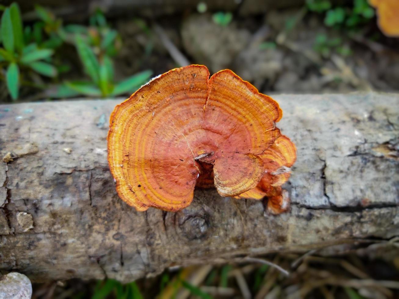 cogumelo tóxico amanita muscaria na vegetação rasteira foto