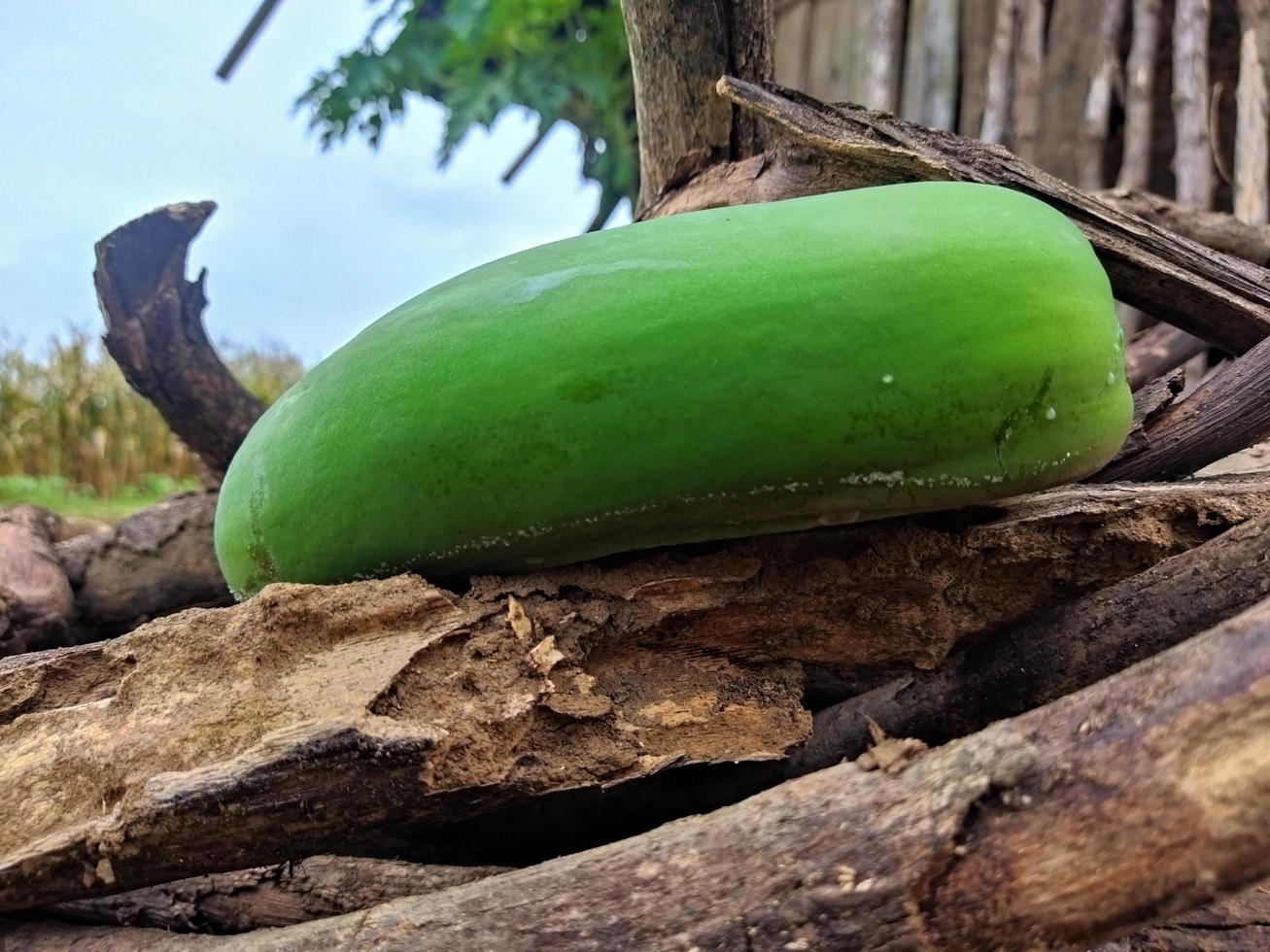 fundo mamão caindo em uma pilha de madeira foto