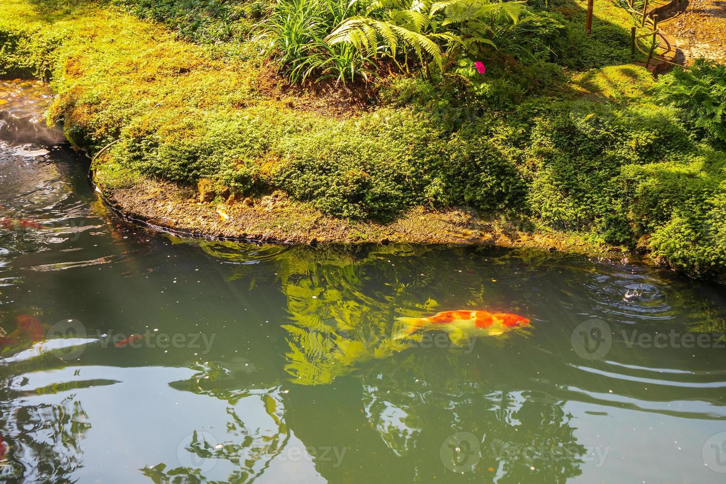 carpas extravagantes coloridas koi peixes na lagoa do jardim foto