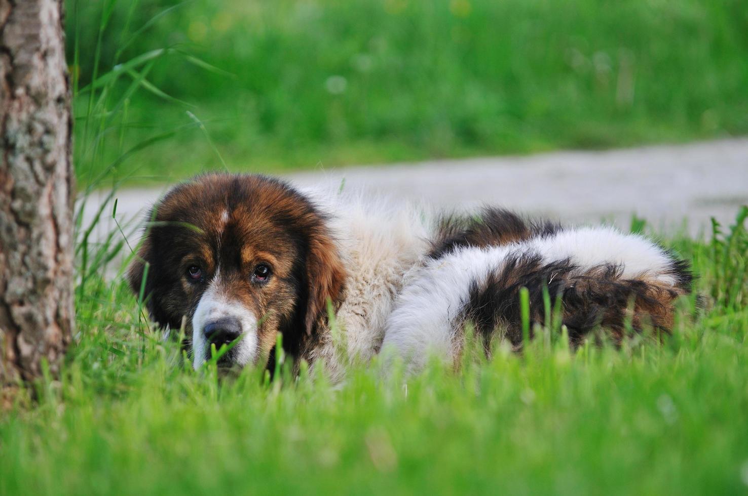 velho cachorro doente foto