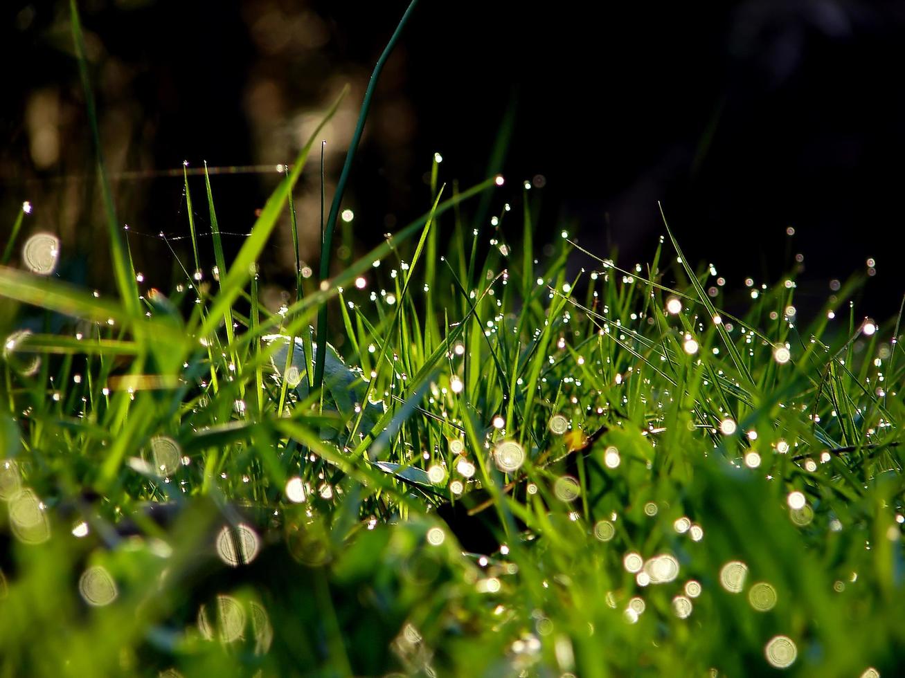 fundo de flores e grama fresca com gotas de água de orvalho foto