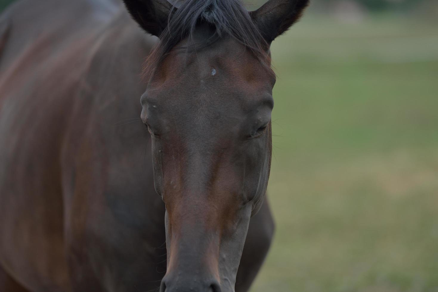 vista de retrato de cavalo foto