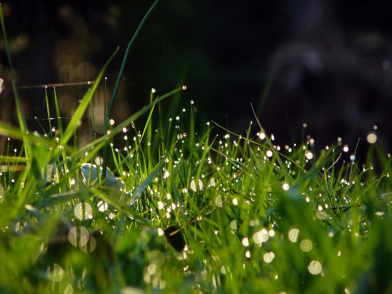 fundo de flores e grama fresca com gotas de água de orvalho foto