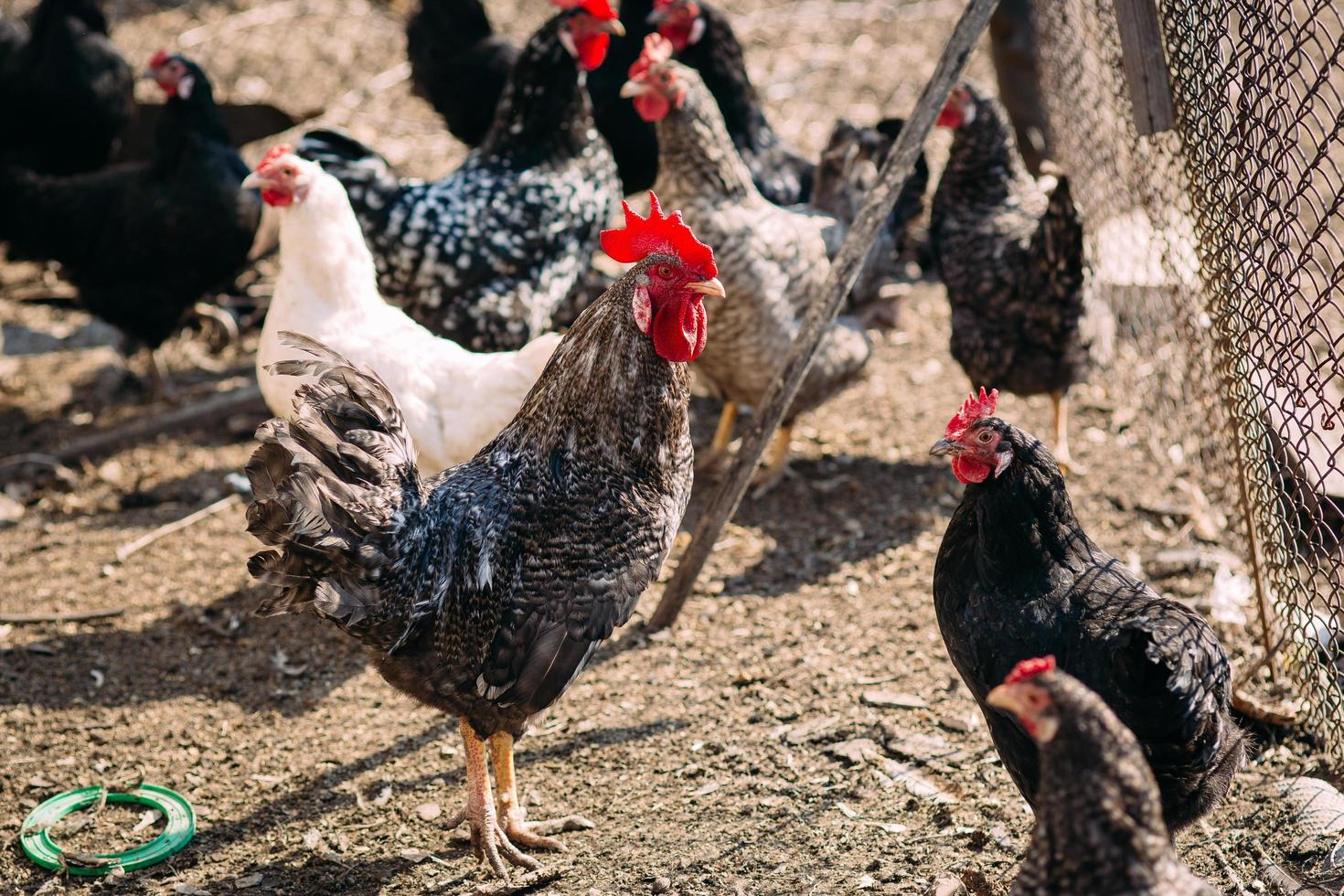 galo e galinhas em uma fazenda no início da primavera em um dia ensolarado foto
