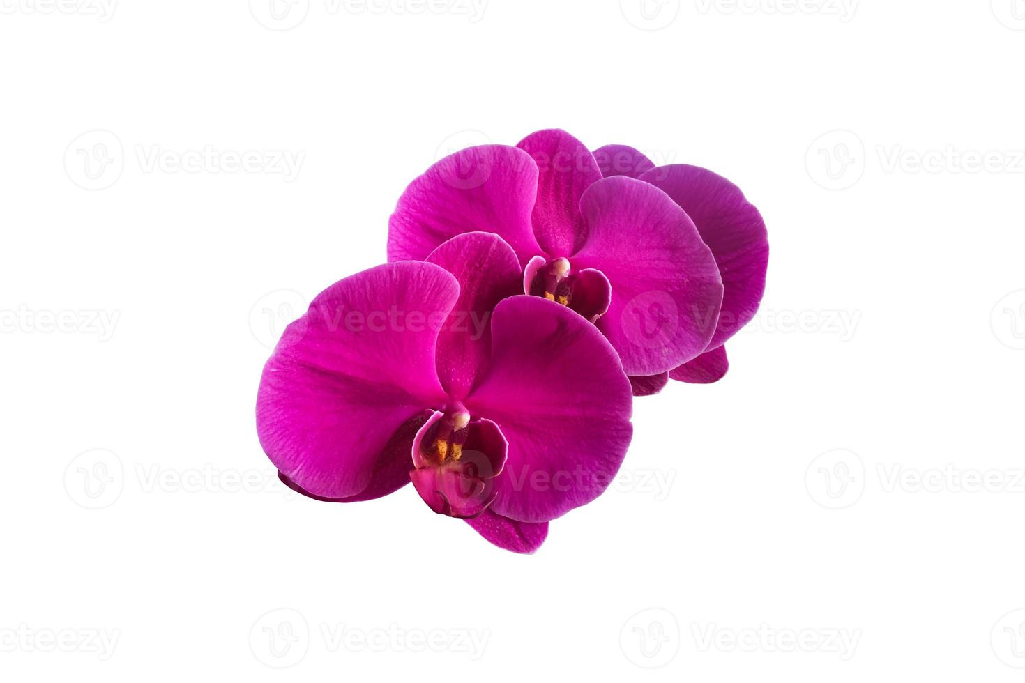 flor de orquídea vanda isolada com traçados de recorte. foto