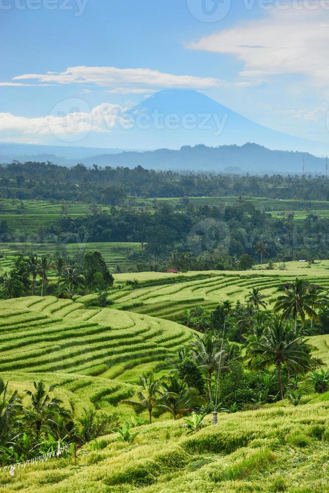 terraço de arroz bali, campo de arroz de jatiluwih foto