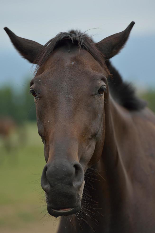 vista de retrato de cavalo foto