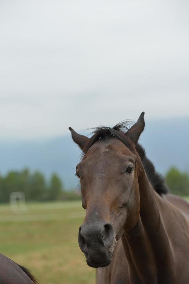 vista de retrato de cavalo foto