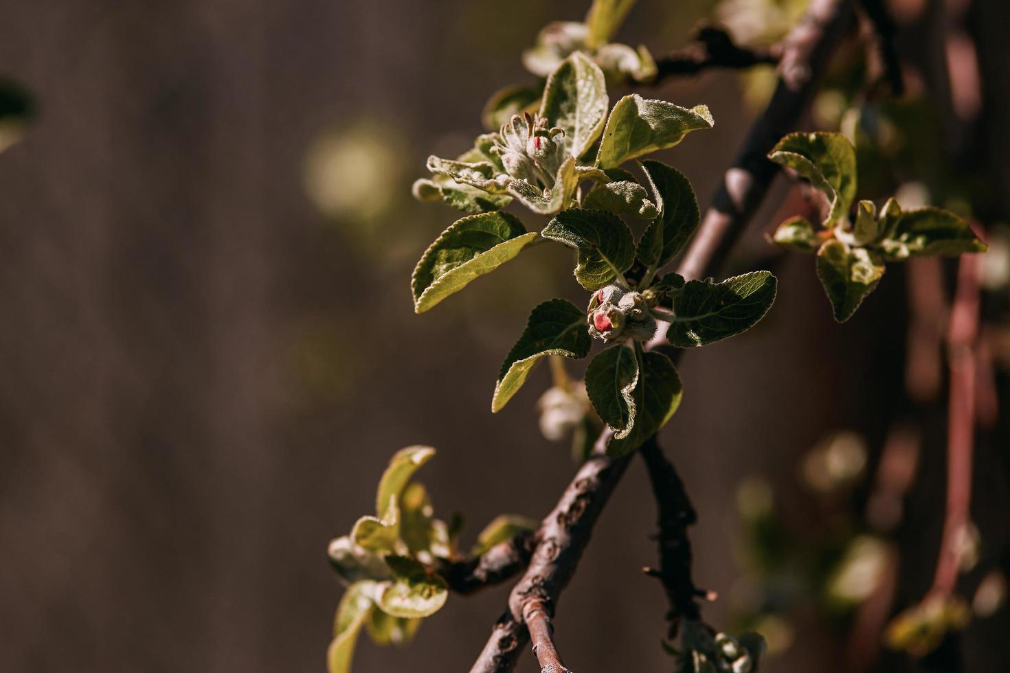 ramo de primavera, folhas jovens e rins foto