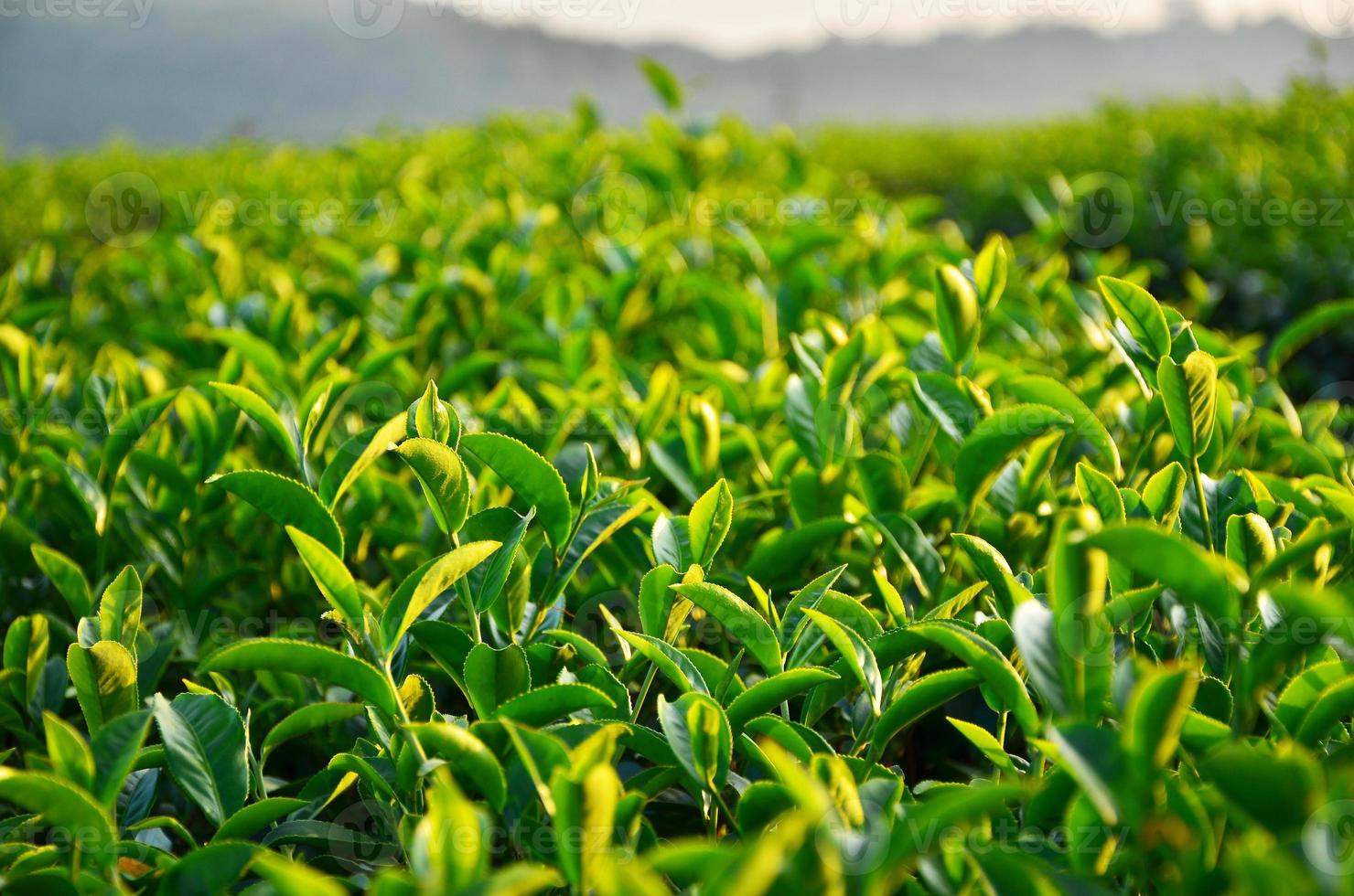 folhas de plantação de chá foto