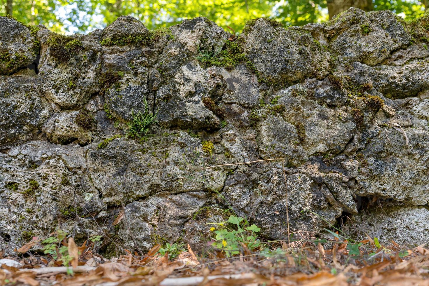 parede feita de pedras naturais cobertas de musgo e samambaias foto